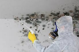 Mold Documentation for Insurance Claims in Pleasure Point, CA